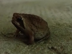 Breviceps