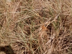 Spinifex