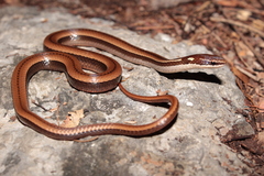 Black-Striped Snake photo 3