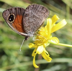 Stygionympha wichgrafi