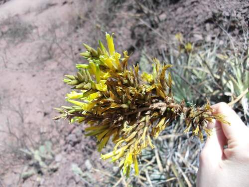 Deuterocohnia longipetala, photograph 5