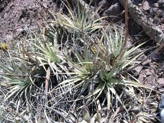 Deuterocohnia longipetala, photograph (c) Lucas Carbone, some rights reserved (CC BY)