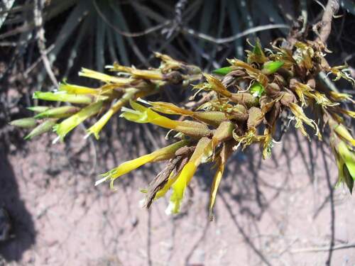Deuterocohnia longipetala, photograph 4