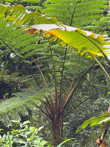 Alsophila lepifera