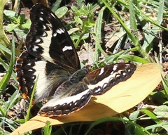 Cymothoe alcimeda alcimeda