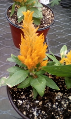 Celosia argentea plumosa