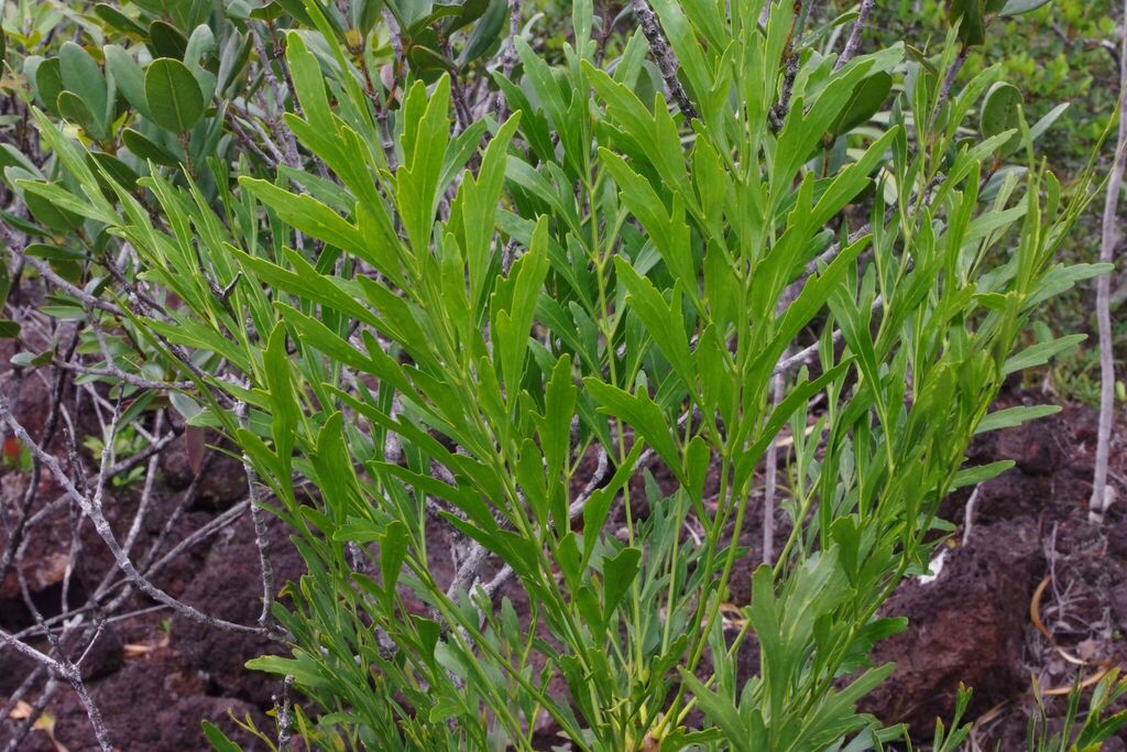 Beauprea pancheri