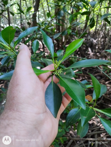 Bruguiera parviflora observed 2026-04-26