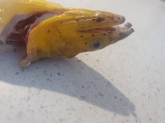 Ophichthus altipennis