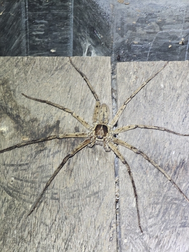 Pantropical Huntsman Spider