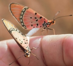 Acraea stenobea