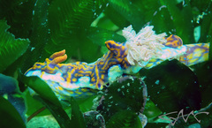 Miamira flavicostata