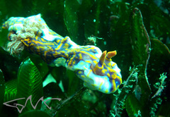 Miamira flavicostata