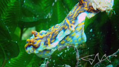 Miamira flavicostata