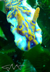 Miamira flavicostata