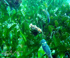 Miamira flavicostata