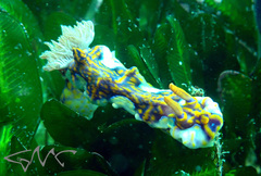 Miamira flavicostata