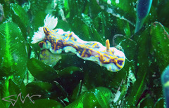 Miamira flavicostata