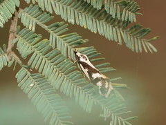 Epithymema incomposita