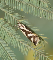 Epithymema incomposita