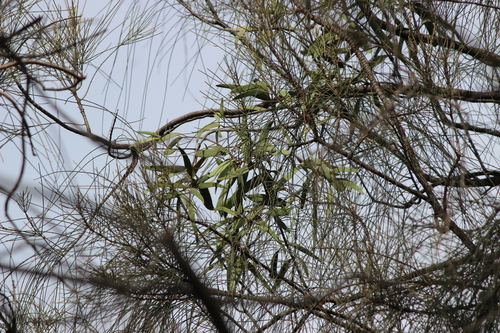Muellerina eucalyptoides, photograph 5