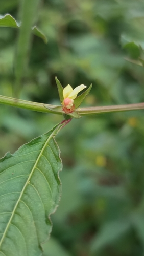 yerba de jicotea