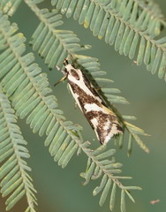 Epithymema incomposita