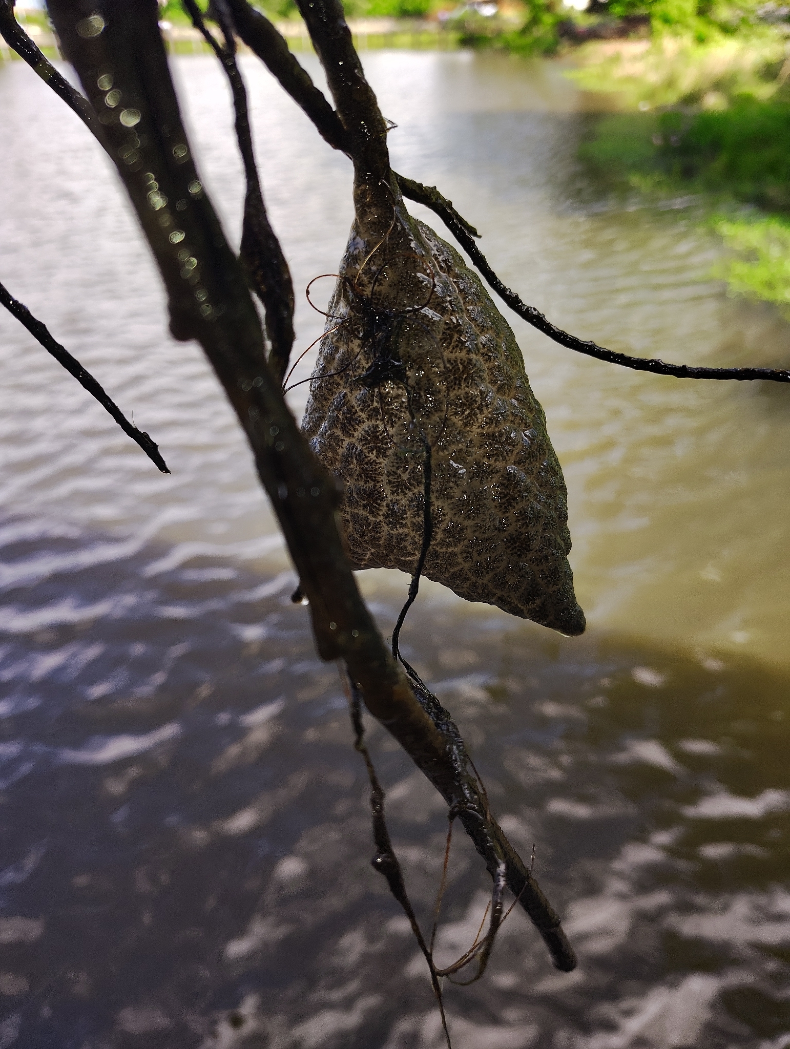 Pectinatella magnifica (Leidy, 1851)