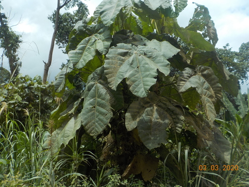 Giant Mahang