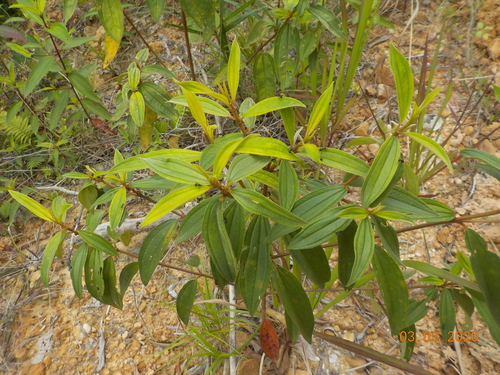 Malabar Melastome