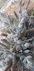 Dudleya attenuata