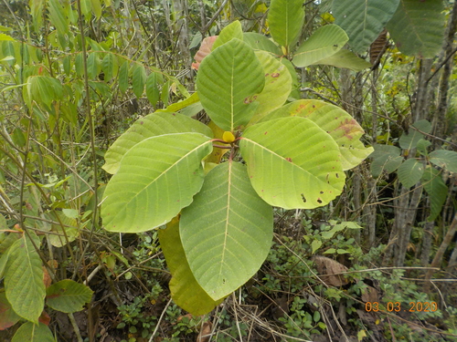 Simpoh Air