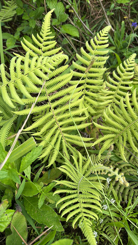 Dryopteris observed 2026-04-25