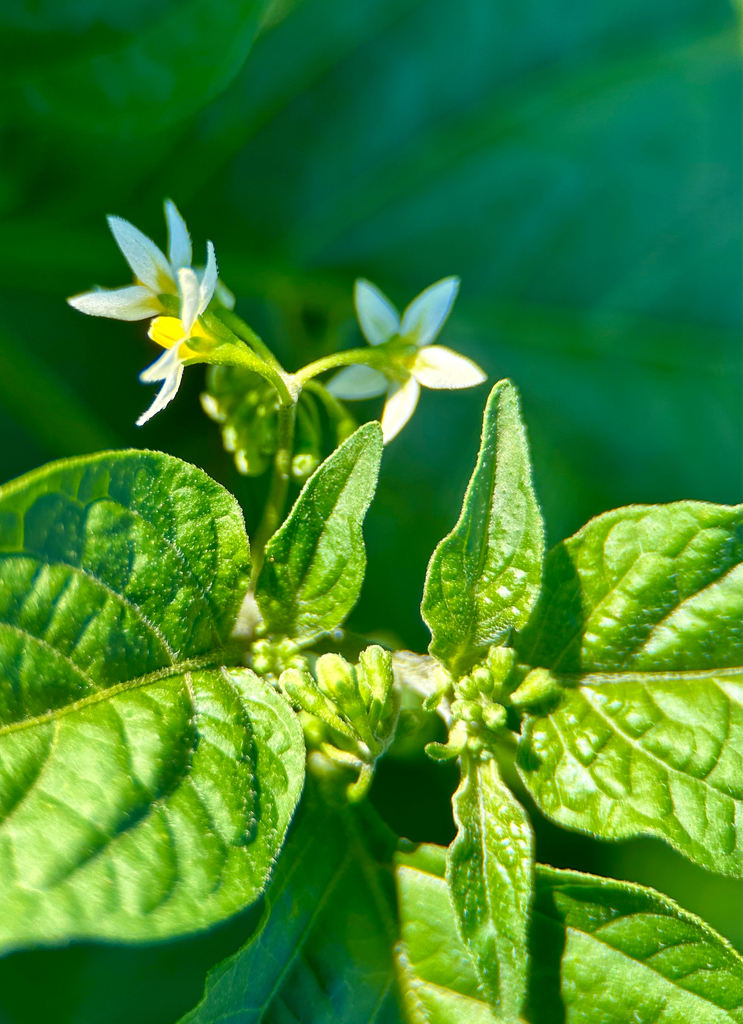 American black nightshade from SW 80th St, Miami, FL, US on April 25 ...