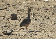 Nothoprocta perdicaria