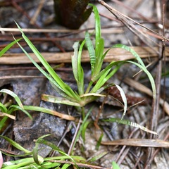 Juncus repens, photograph (c) Amber M. King, some rights reserved (CC BY)