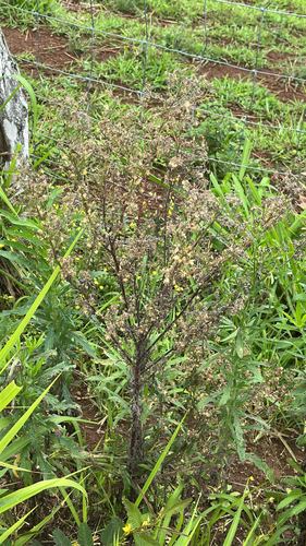 Erigeron sumatrensis observed 2026-04-25