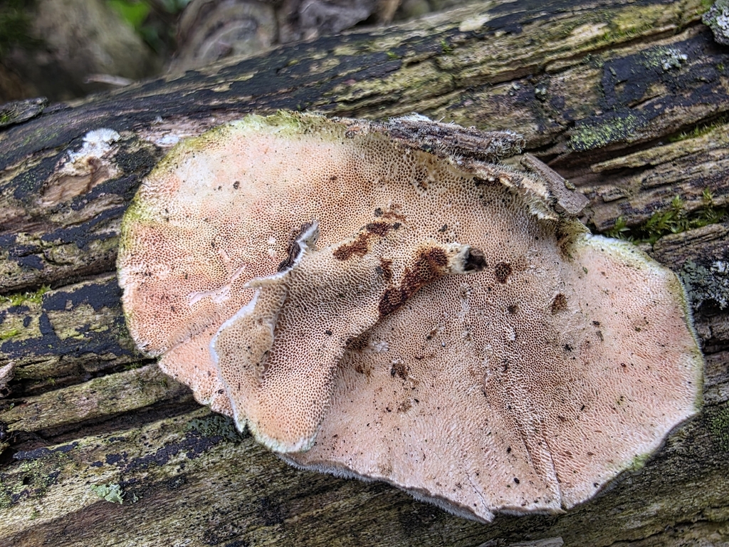 Trametes hirsuta · April 2026 · photo: © kristinpiston (iNaturalist, cc0)