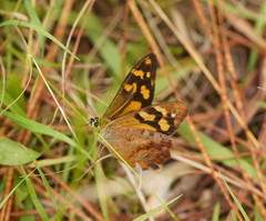 Heteronympha banksii