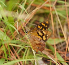Heteronympha banksii