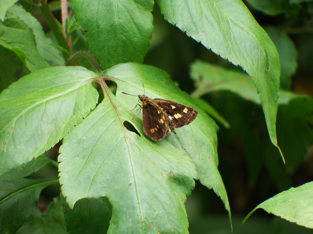 Striped Bush Hopper