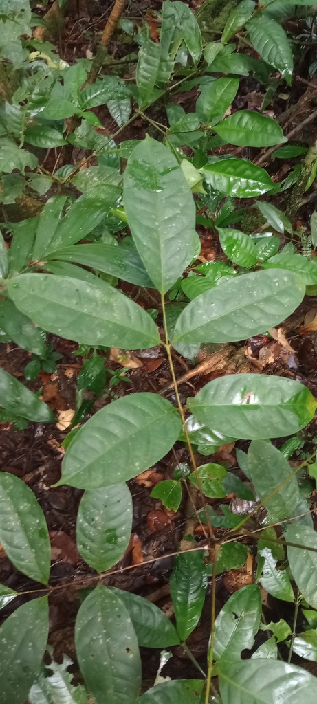 Dacryodes nitens