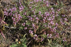 Thymus punctulosus