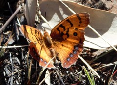 Catacroptera cloanthe cloanthe