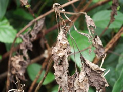 Alcimocoris japonensis
