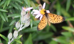 Pardopsis punctatissima