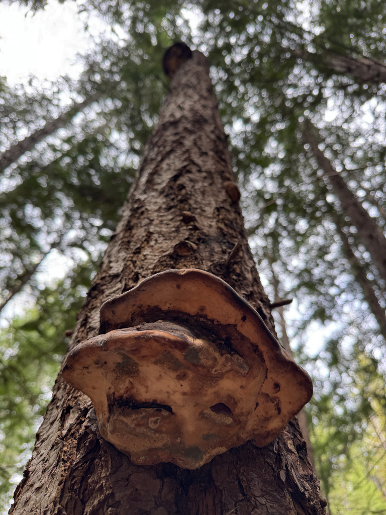 Fomitopsis mounceae · April 2026 · photo: © calebcatto (iNaturalist, cc-by)
