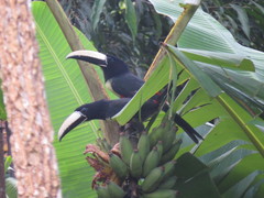 Pteroglossus aracari