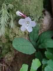 Staurogyne concinnula