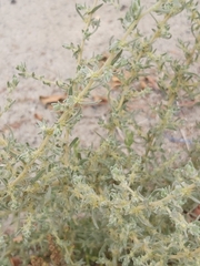 Suaeda vermiculata